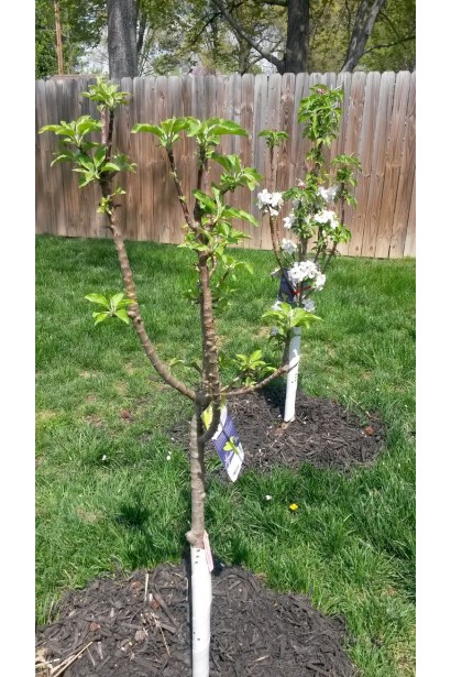 Яблоня колоновидная Титания посадка